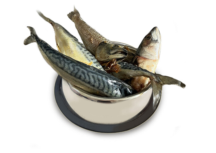 Nabídka mraženého masa - Ryby